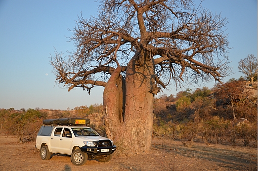 Náš domov na příštích šest neděl - Toyota Hilux se stany na střeše, právě vkusně umístěná pod velkým baobabem